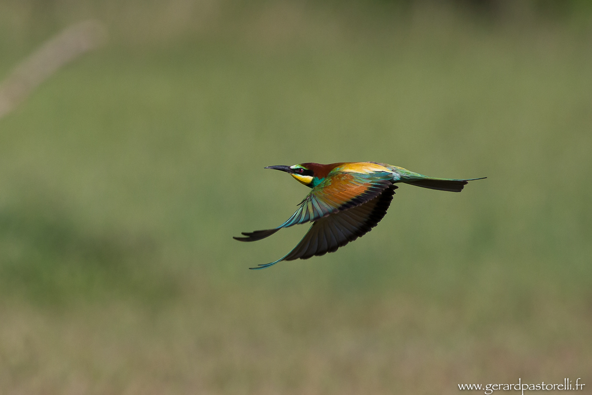 Bee eater 56